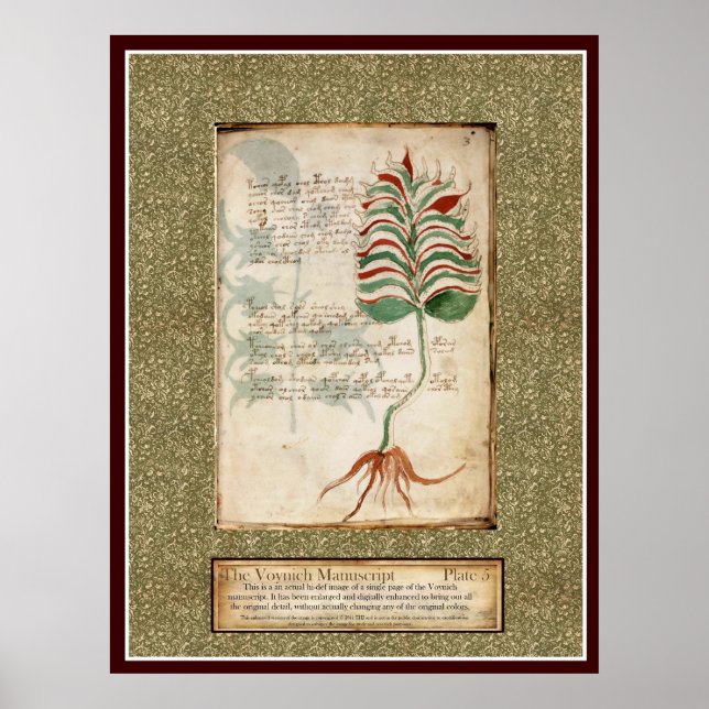 Affiche Plaque Voynich 5 - Illustration botanique (Devant)