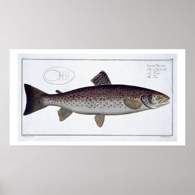 Affiche Plaque XXI de truite de mer (Salmo Trutta) de 'Ich (Devant)