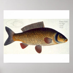 Affiche Plat XVI de carpe (Cyprinus Carpio) de