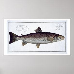 Affiche Plat XXI de truite de mer (Salmo Trutta) de