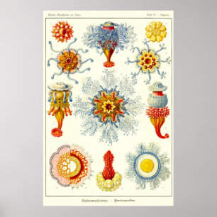 Affiche Plate 17. Siphonophores.