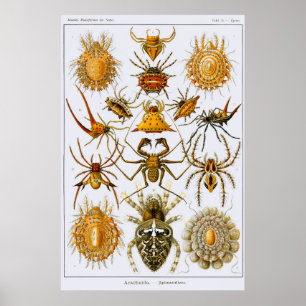 Affiche Plate 66. Arachnida. Spiders (order Araneae)