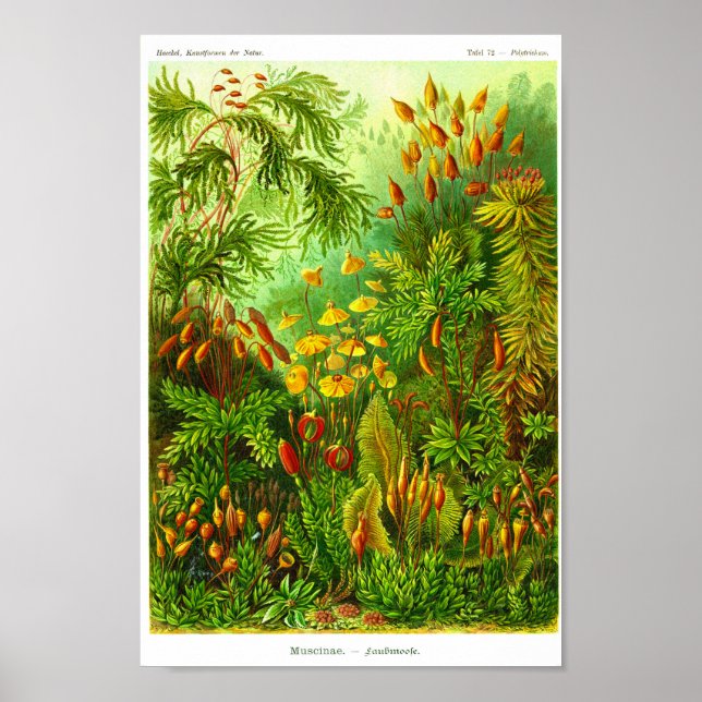 Affiche Plate 72. Muscinae. (Devant)