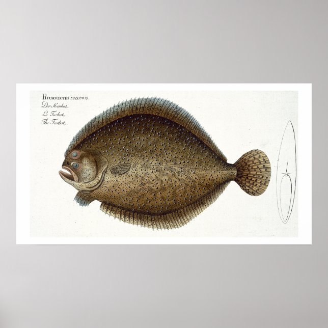 Affiche Plate de turbot (Pleuronectes Maximus) XLIX de 'Ic (Devant)
