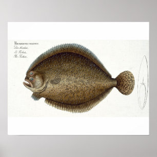 Affiche Plate de turbot (Pleuronectes Maximus) XLIX de 'Ic