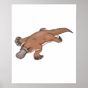 Affiche platypus à bec