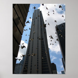 Affiche Plaza de la banque une contre l'évasion de pigeon