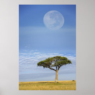 Affiche Pleine lune au-dessus des acacias, Masai Mara,