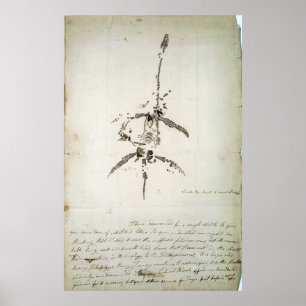 Affiche Plesiosaurus dolichodeirus