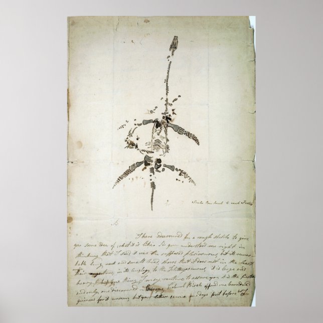 Affiche Plesiosaurus dolichodeirus (Devant)