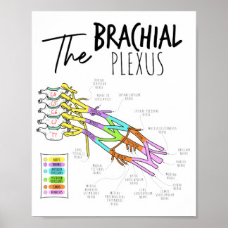 Affiche Plexus brachial