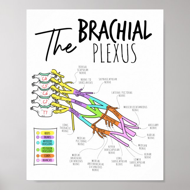 Affiche Plexus brachial (Devant)