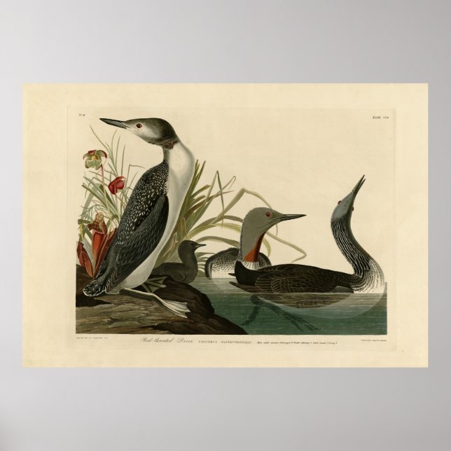 Affiche Plongeur à gorge rouge (Loon) Audubon Birds of Ame (Devant)