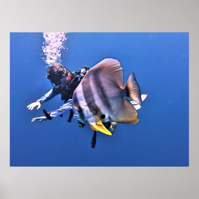 Affiche Plongeur et poisson-batterie (Devant)