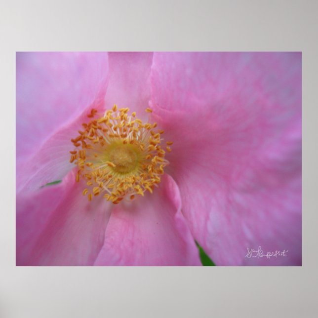 Affiche Plongez dans la Flower Zone ! (Devant)