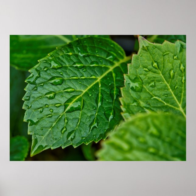 Affiche Pluie goutte d'eau feuilles humides (Devant)