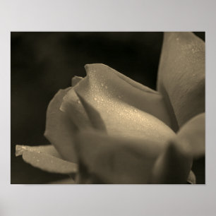 Affiche Pluies Sur Rosebud À Sepia Tint
