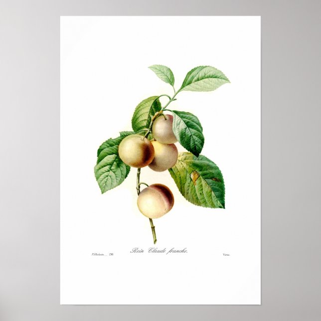 Affiche Plum (Devant)