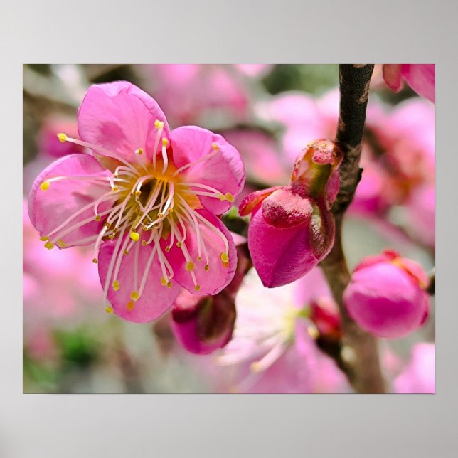 Affiche Plum Blossom Close-Up (Devant)