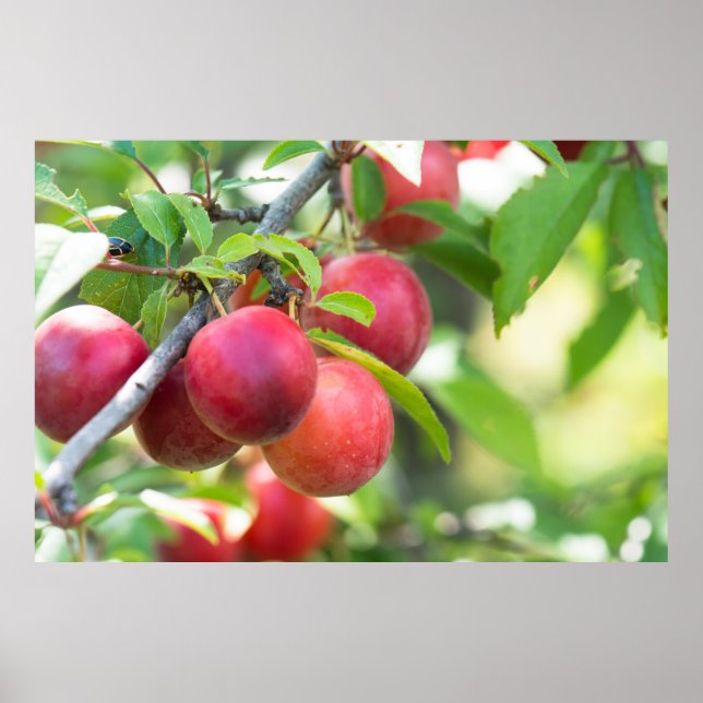 Affiche Plum cerise sur branche (Devant)