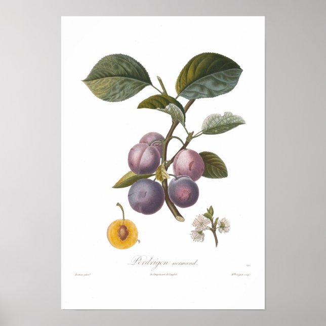 Affiche Plum, Perdrigon normand (Devant)