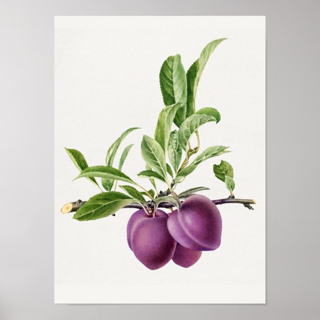 Affiche Plum violet délicieux dans une peinture de branche (Devant)
