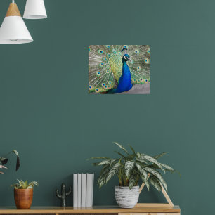 Affiche Plumage Photographique de la Plume de Paon Bleu