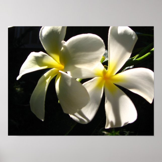 Affiche Plumaria Hawaiian Tropical Flowers Imprime (Devant)