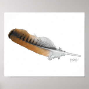 Affiche plume de Buse à queue rousse