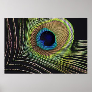 Affiche Plume de paon