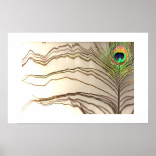 Affiche Plume de paon 1 conçu par COHOE13