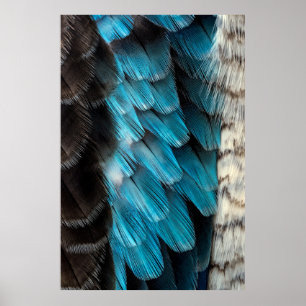 Affiche Plume noire et bleue