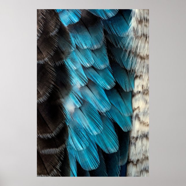 Affiche Plume noire et bleue (Devant)