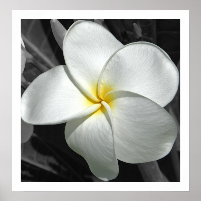 Affiche Plumeria (Devant)