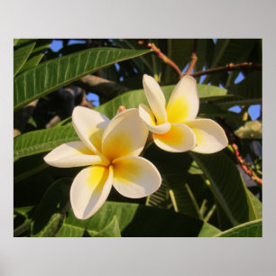 Affiche Plumeria