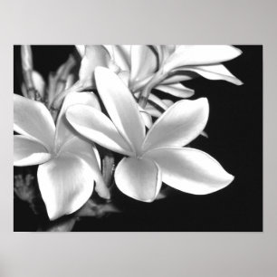 Affiche Plumeria
