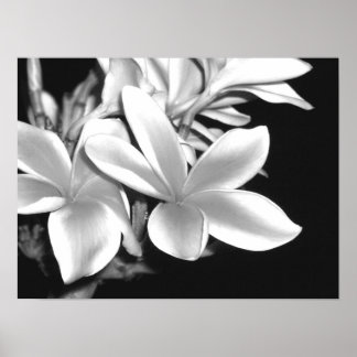 Affiche Plumeria