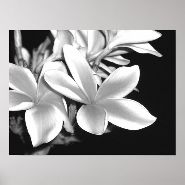 Affiche Plumeria (Devant)