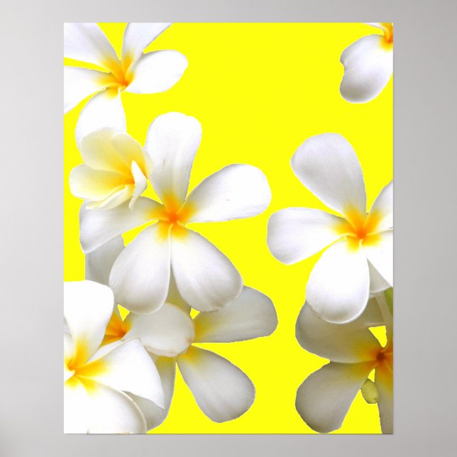 Affiche Plumeria blanche hawaïenne jaune fleur (Devant)