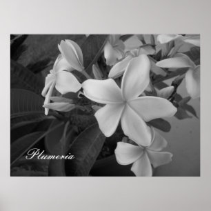 Affiche plumeria - Customized