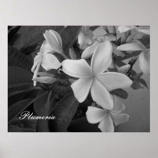 Affiche plumeria - Customized