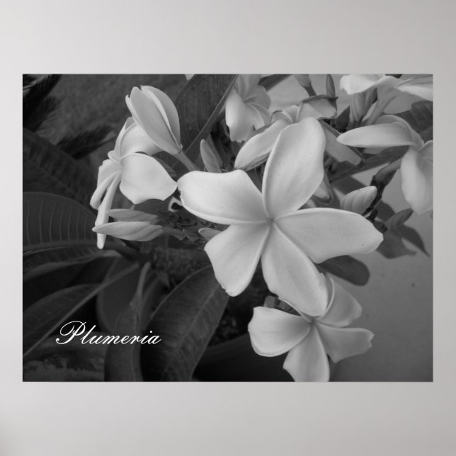 Affiche plumeria - Customized (Devant)