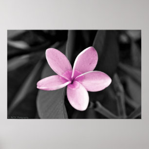 Affiche Plumeria en fleurs