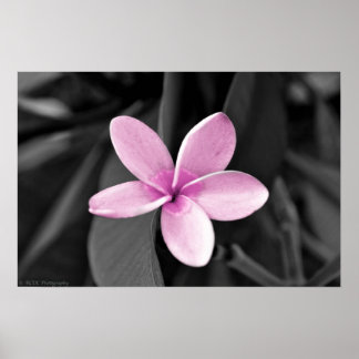 Affiche Plumeria en fleurs