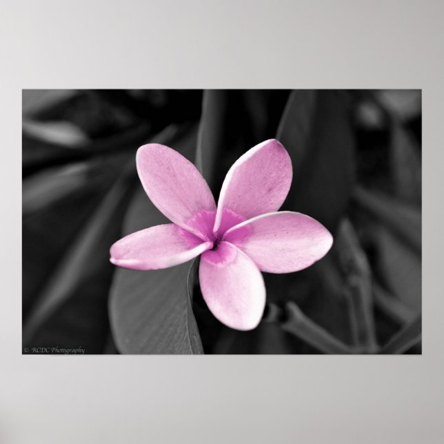 Affiche Plumeria en fleurs (Devant)