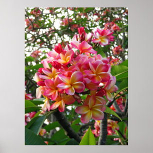 Affiche Plumeria hawaïenne