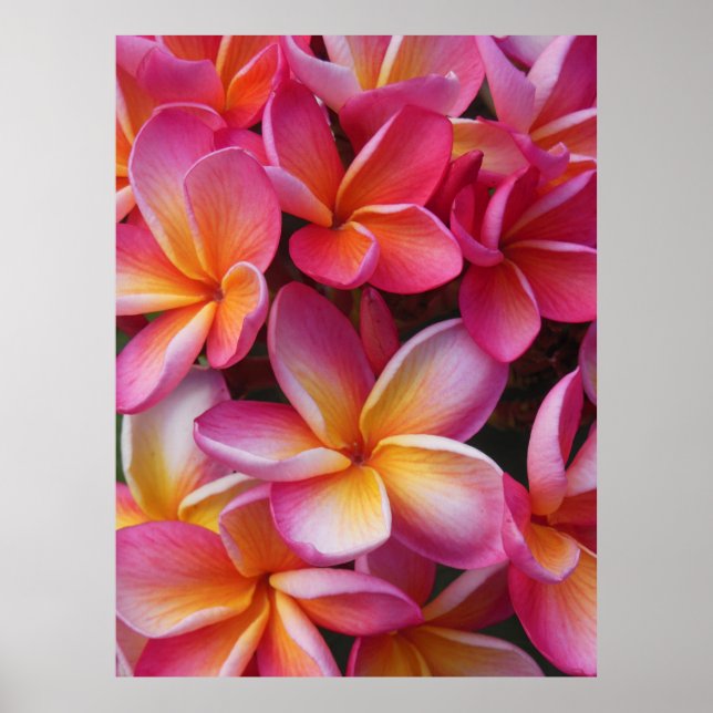 Affiche Plumeria hawaïenne (Devant)
