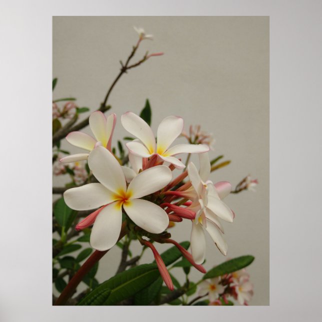 Affiche Plumeria hawaïenne (Devant)