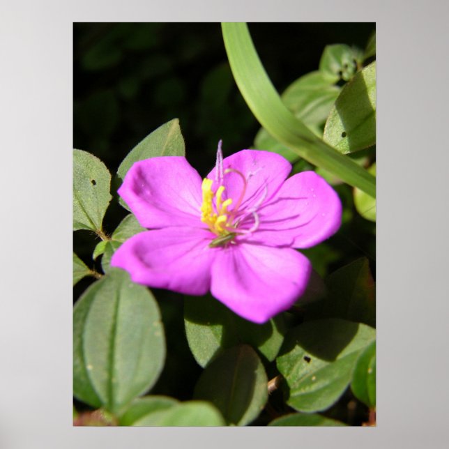 Affiche Plumeria hawaïenne rose (Devant)