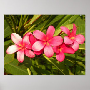 Affiche Plumeria rose